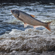 carp jumping out of river